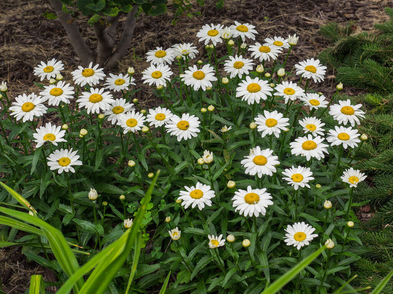 Leucanthemum 'May Queen' 2 Litre