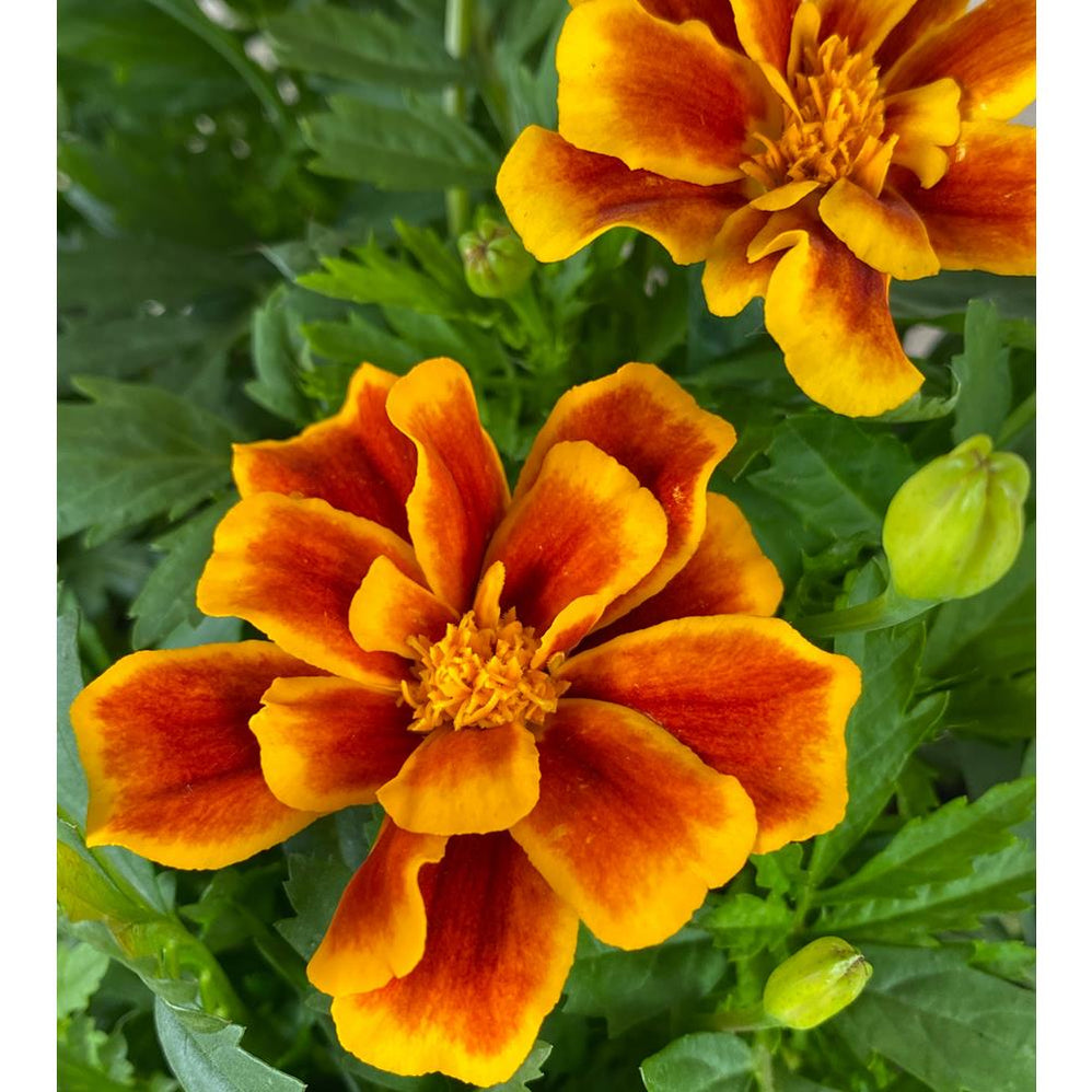 Buy Seasonal Bedding Plants Bedding Plants Dublin Bedding Plants