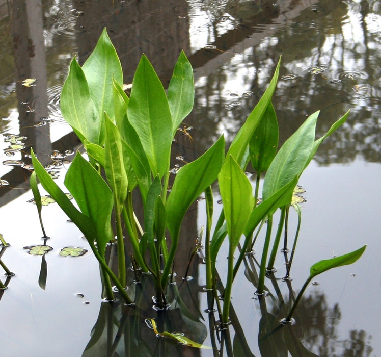 Water Plantain | Alisma plantago-aquatica