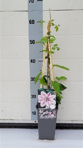 Clematis 'Nelly Moser' 2L 4 Cane