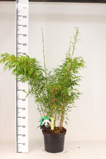 Fargesia rufa | Fountain Bamboo 100-125cm Tall