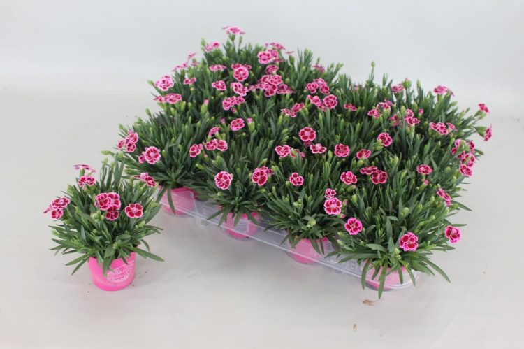 Dianthus Pink Kisses P10.5