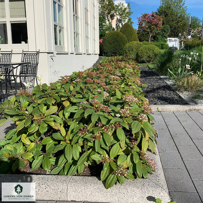 Viburnum davidii 2 Litre