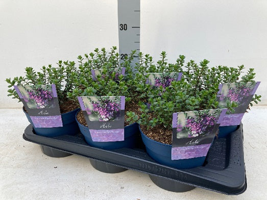 Hebe 'Garden Beauty Purple' 2 Litre