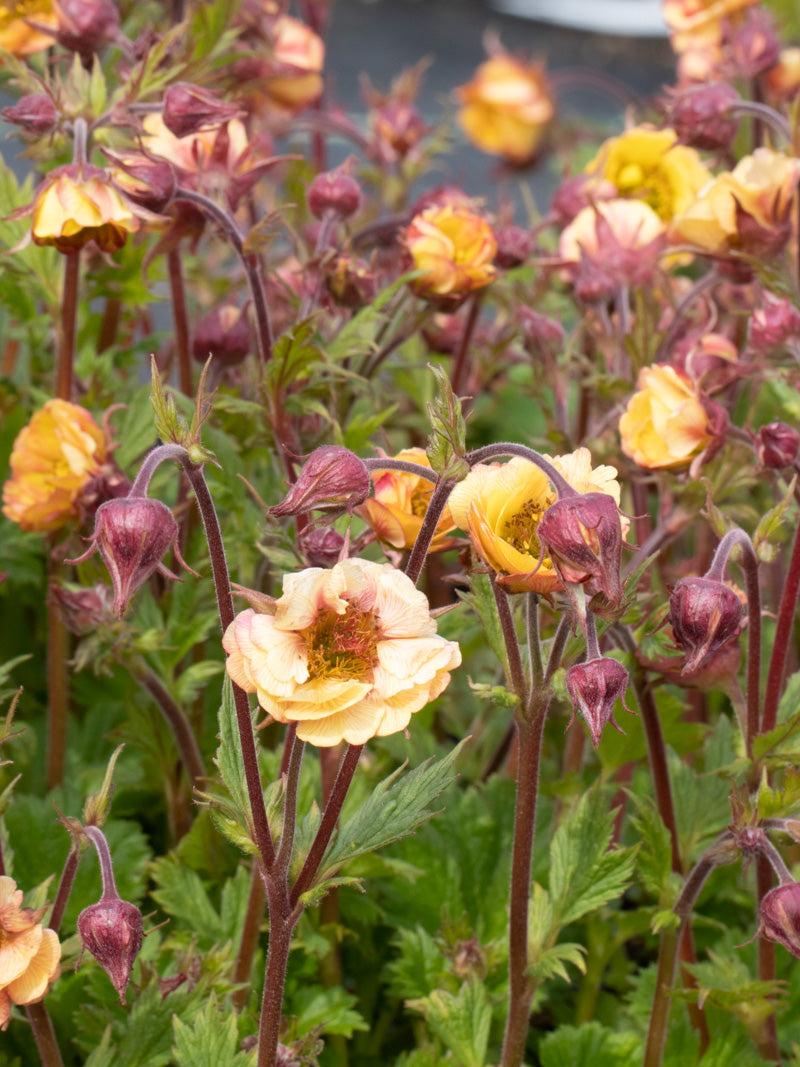 Geum 'Tempo Yellow'