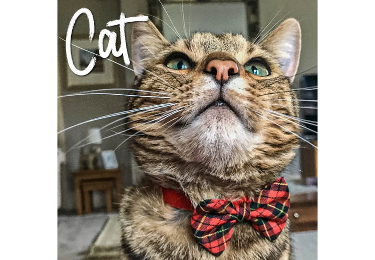 Ancol Vintage Bow Safety Cat Collar Tartan