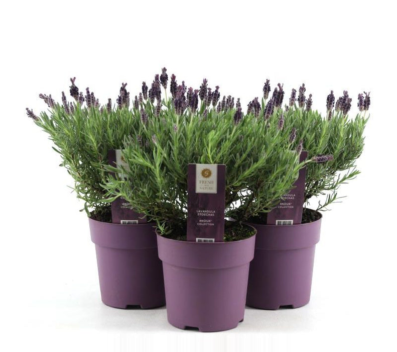 Lavender | Lavandula stoechas 'Anouk' 1.5 Litre