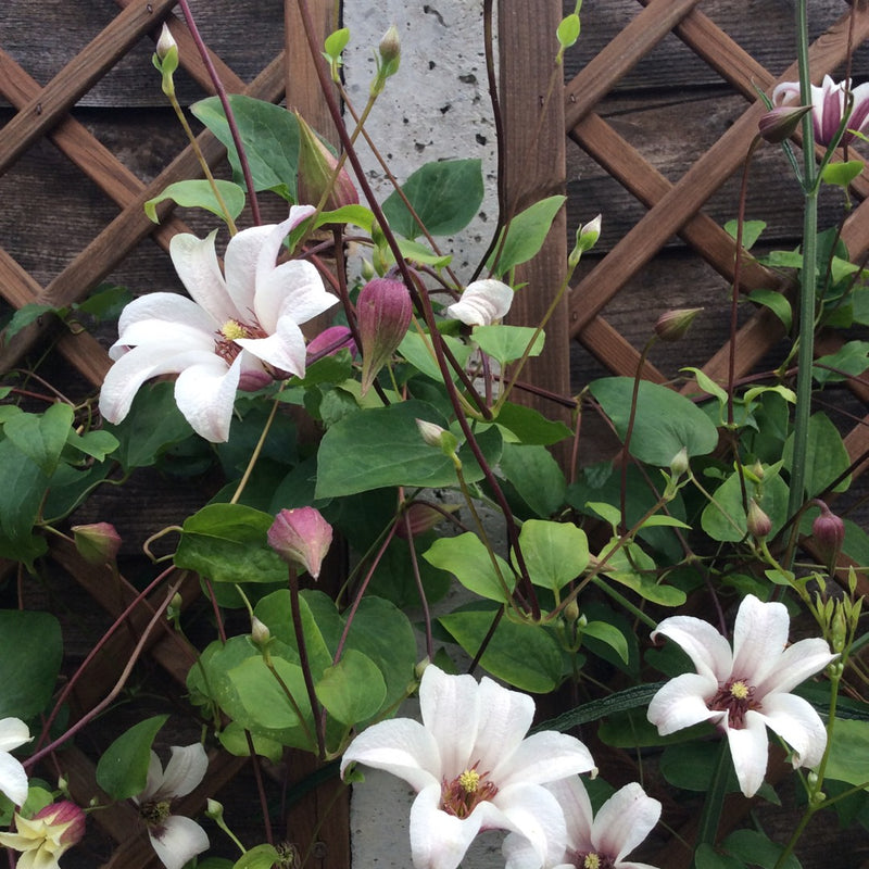 Clematis 'Princess Kate'