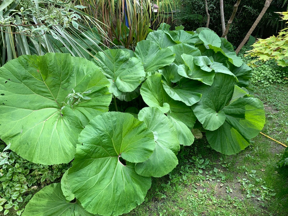 Petasites japonicus 'Giganteus' Japanese butterbur P9 ??? Newlands
