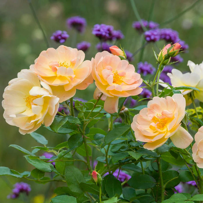 The Lark Ascending David Austin Fragrant Rose 6 Litre