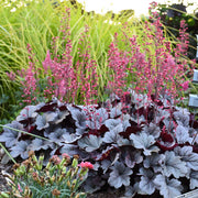 Coral Bells 'Silver Gumdrop' – Heuchera 'Silver Gumdrop'
