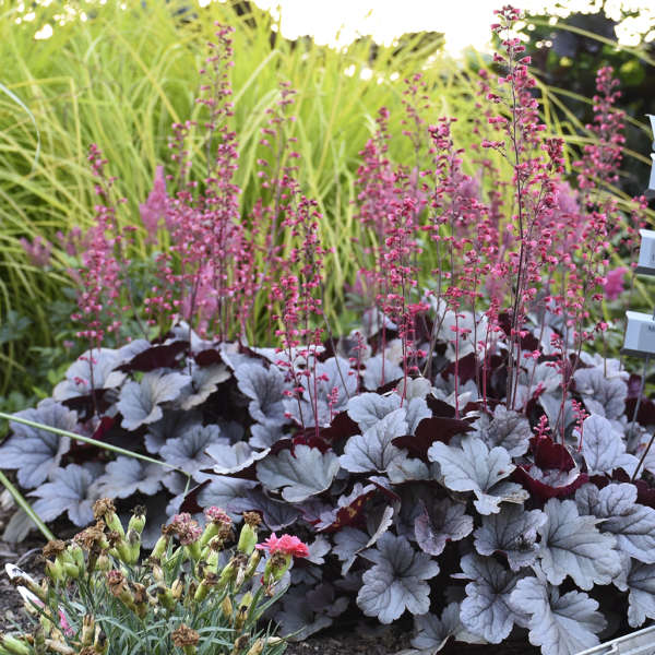 Coral Bells 'Silver Gumdrop' – Heuchera 'Silver Gumdrop'