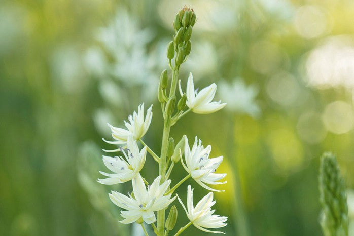 Camassia caerulea 'Alba' 2 Litre