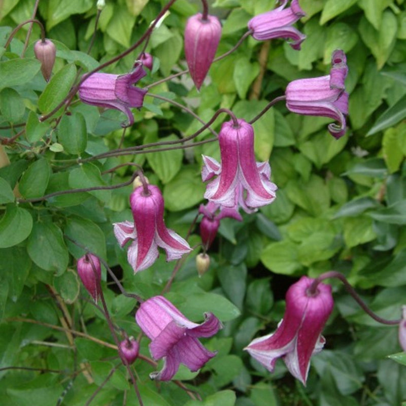 Clematis 'Queen Mother'