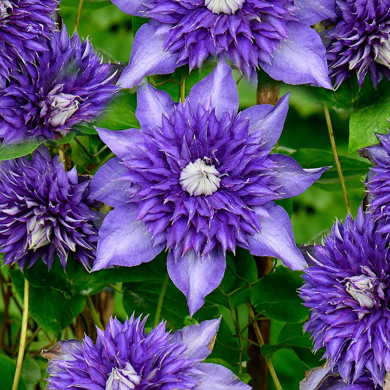 Clematis 'Multi Blue'