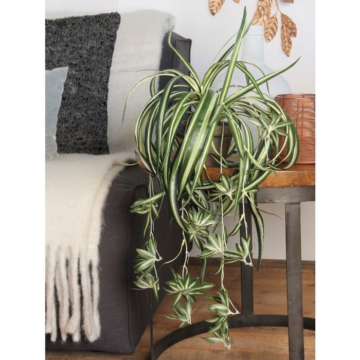 Chlorophytum With Grey Flower Pot 45 x 45cm