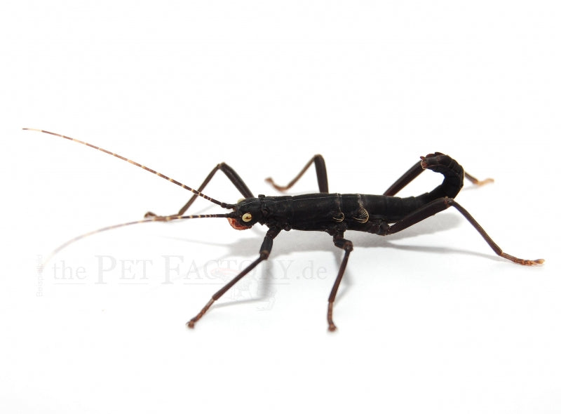 Black Beauty Stick Insect (Peruphasma schultei)