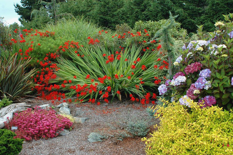 Crocosmia Lucifer 2 Litre