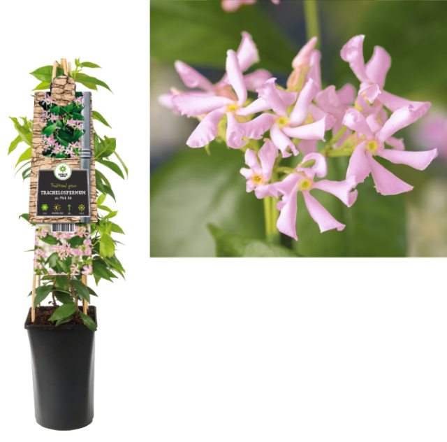 Trachelospermum asiatica 'Pink Air'- Very Fragrant