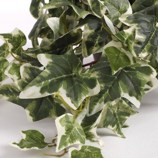 Ivy Green Var. in Pot Stan Grey 11.5cm 45 x 25
