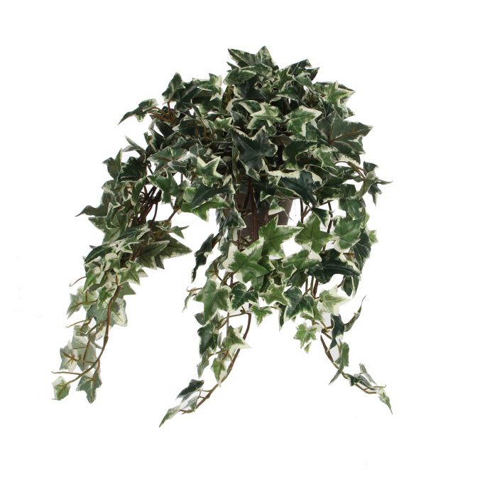 Ivy Green Var. in Pot Stan Grey 11.5cm 45 x 25