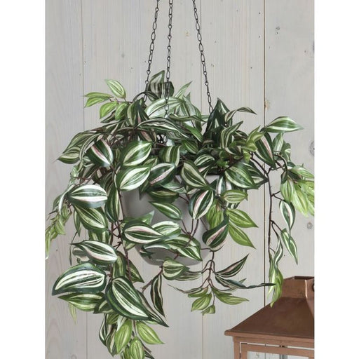 Tradescantia With Long Hanging Branches 45 x 25cm
