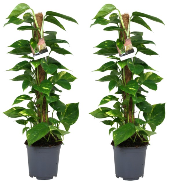 Epipremnum pinnatum P19 mosspole