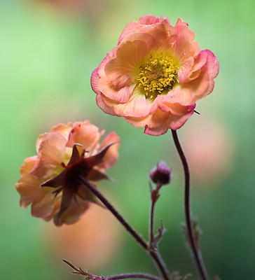 Geum Totally Tangerine