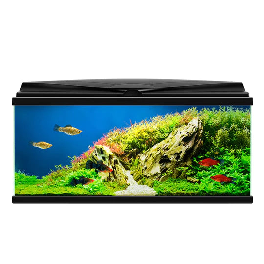 Ciano Aquarium Aqua 80 LED Black with LED Lights & Black Lid and Filter 71 Litre