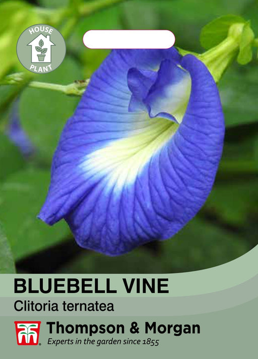 Bluebellvine