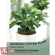 Arabian Coffee Plant