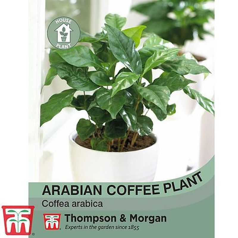 Arabian Coffee Plant