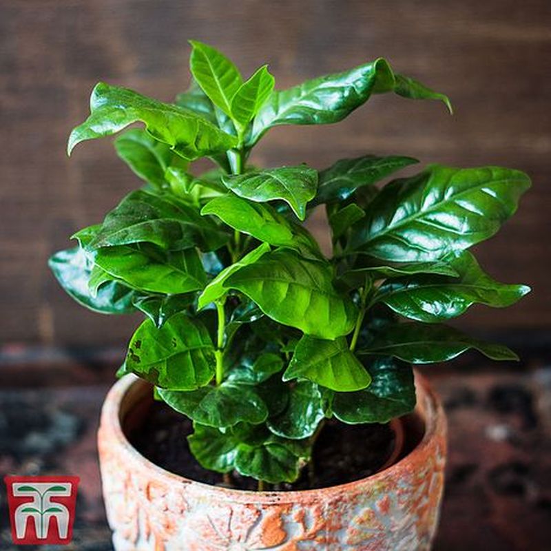 Arabian Coffee Plant