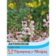 Antirrhinum Lucky Lips