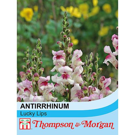 Antirrhinum Lucky Lips