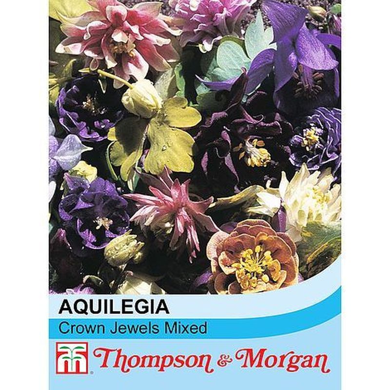 Aquilegia Crown Jewels Mix