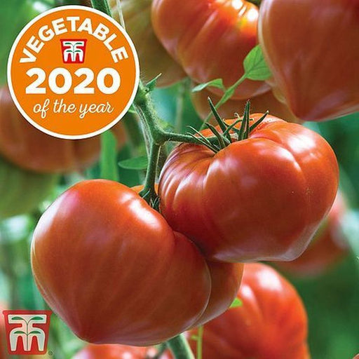 Tomato Gourmandia Hybrid
