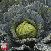 Cabbage Savoy Cordesa