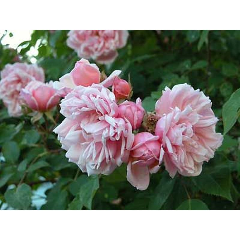 Albertine Climbing Rose 5 Litre