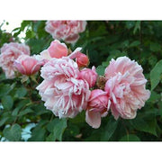 Albertine Climbing Rose 4.5 Litre