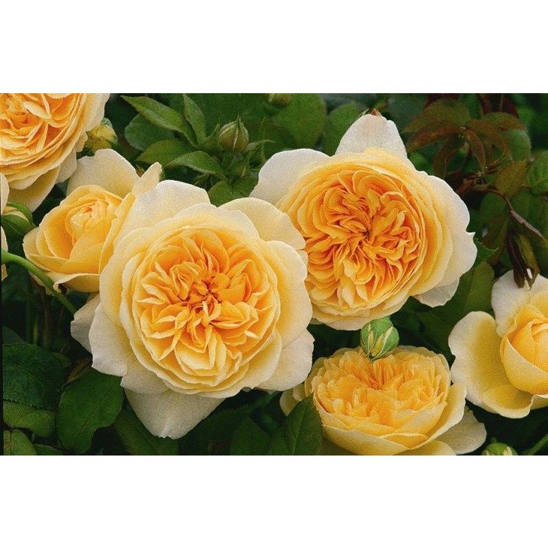 Amber Queen Floribunda Rose 4.5 Litre