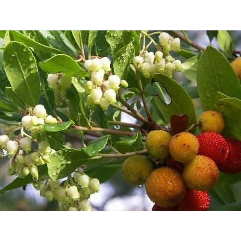 Arbutus unedo - Strawberry Tree