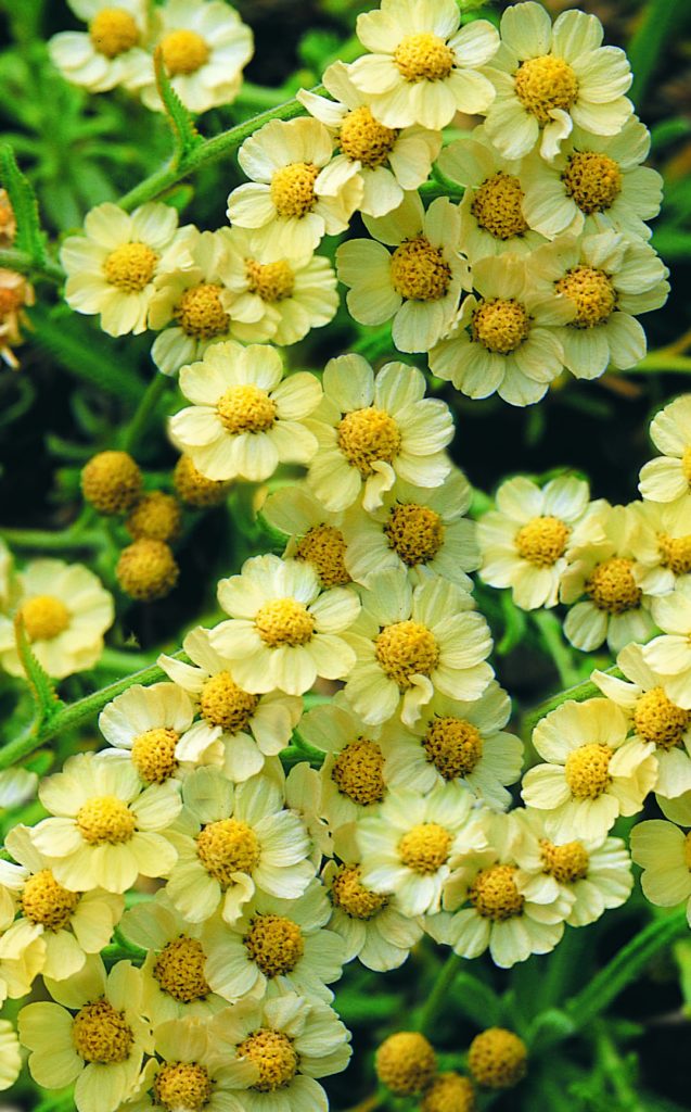 Achillea King Alfred 2L