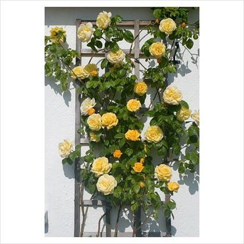 Arthur Bell Climbing Rose 5 Litre