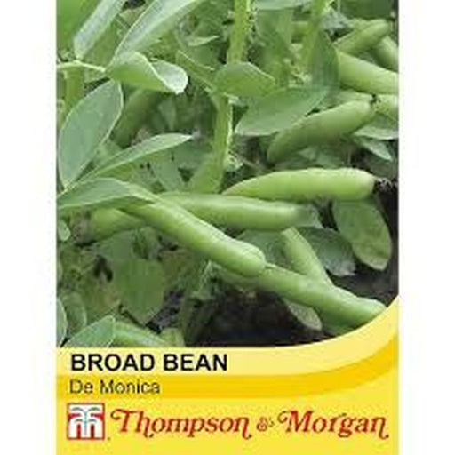 Broad Bean de Monica