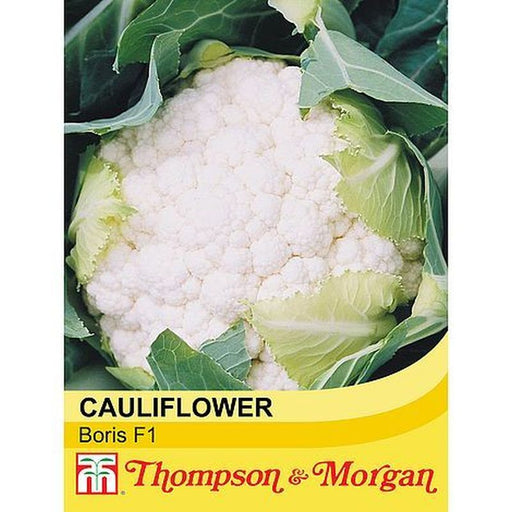 Cauliflower Boris Hy