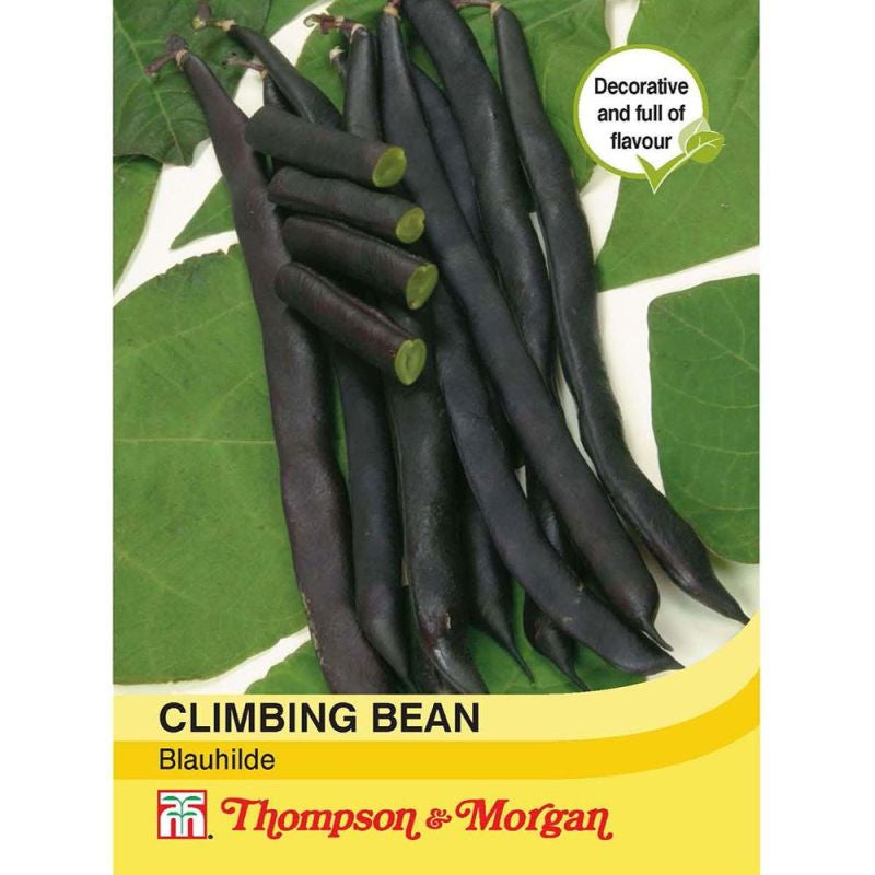 Climbing Bean Blauhilde