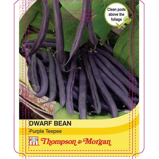Dwarf Bean Pur Teepee