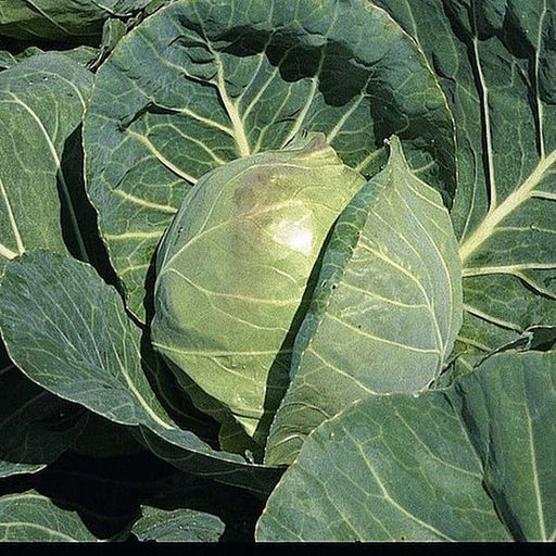 Cabbage Primo 11