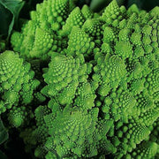 Broccoli Romanesco